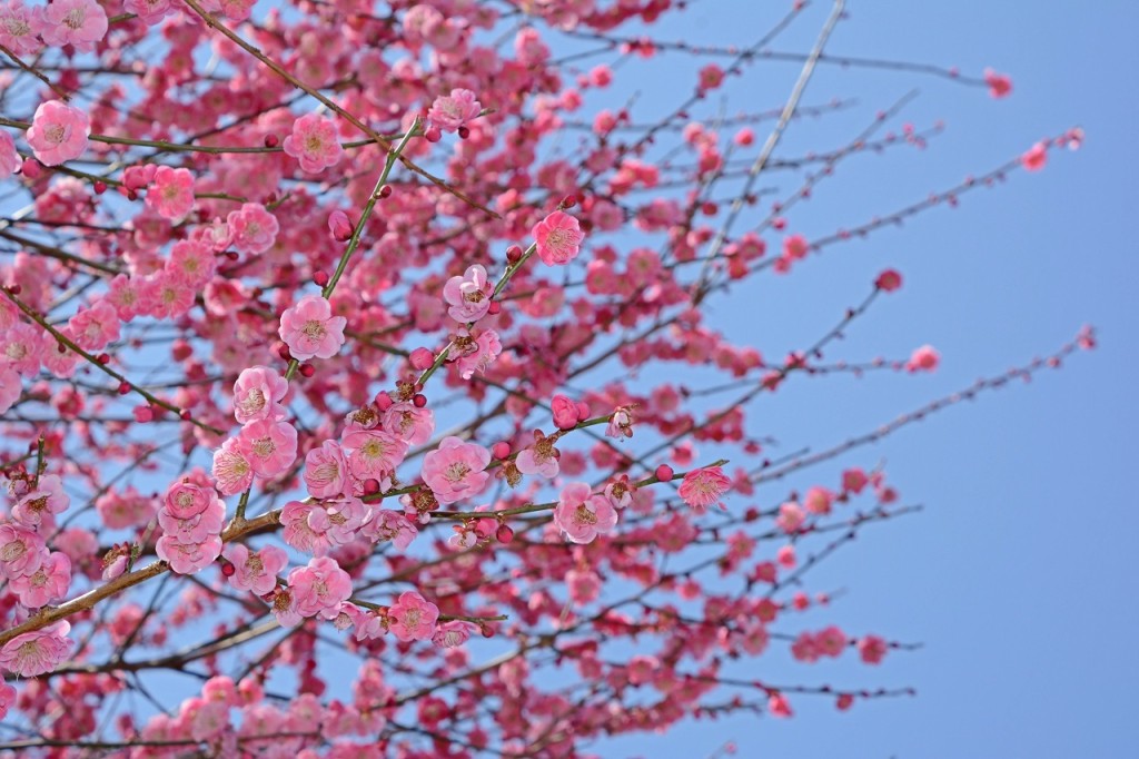 DSC_7706_s