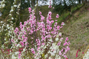 ph03 (1)