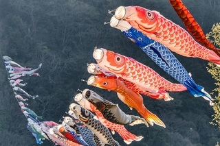 🎏大井川横断こいのぼり🎏