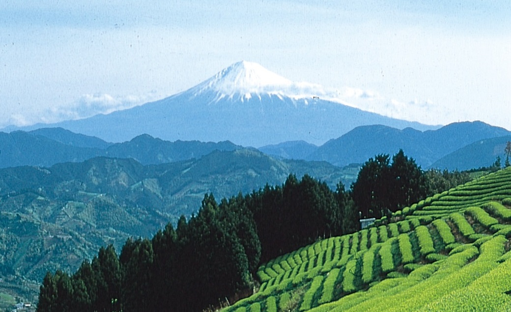 茶の都🍵富士山の日イベント