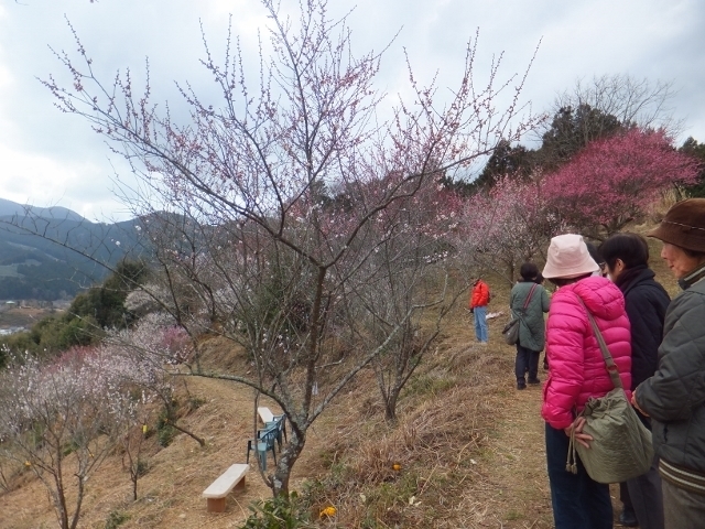 🌸家山梅園の開園期間🌸