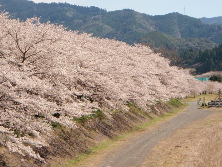 かわね桜まつり中止のお知らせ