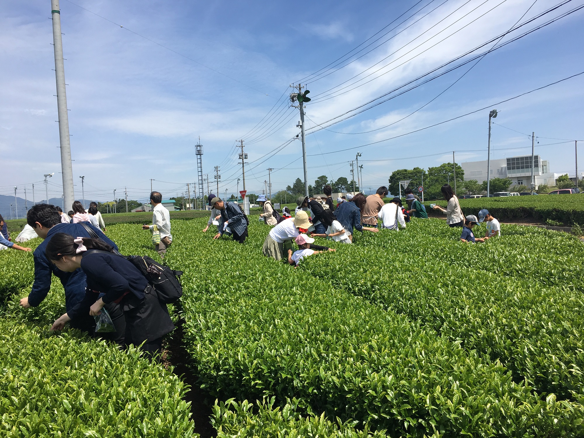 茶の都🍵茶摘み体験