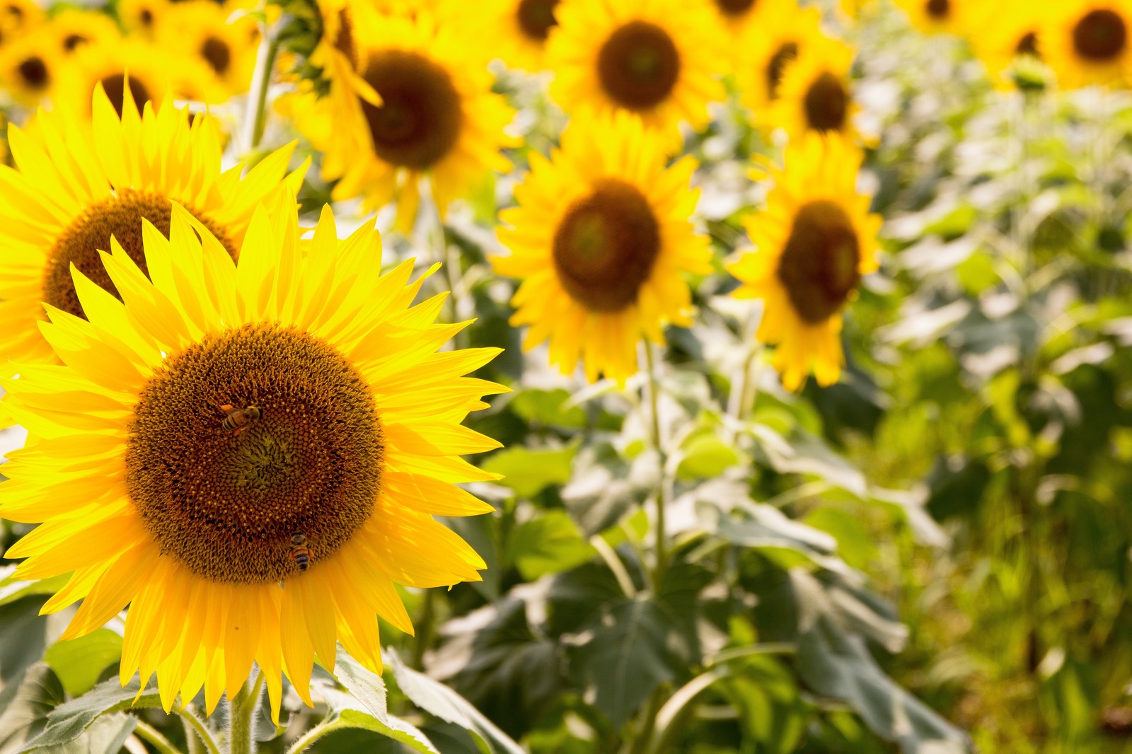 ☀熱中症に気をつけよう☀