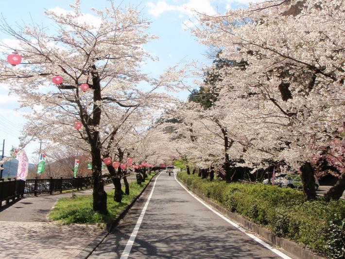 🌸かわね桜まつり🌸