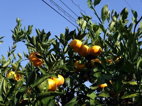 サタデーオープンスクール活動報告